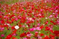 「天空のポピー」彩の国を彩る絶景はまさに楽園【埼玉県・東秩父村/皆野町/長瀞町】の画像002