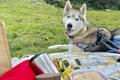 「犬連れアウトドア」は迷惑かOKか？  旅先でトラブルを避けるために… SAやキャンプ場で見かける「迷惑行為」と「NGマナー」解説の画像002