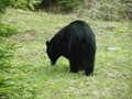 【クマを知る】「山であいたくない動物」のトップ！  クマ科の8種類を分類してみようの画像004