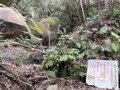 巨石マニア集まれ！  春の山をのんびり歩いて“3時間半” 大阪近郊の秘境「巨石伝説アドベンチャートレイル」【里山アドベンチャー！ソトアソ日和 vol.1】の画像003