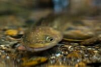 【渓流釣り】そぼ降る雨にしっとりと濡れた渓 「濃い魚影、しかも高活性だけどスレスレのイワナたちにドキドキのフライフィッシング！」 長野県｜2026年
