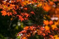 【速報】「わずかに色づき始めていました！ 今年も期待できそう」 日本一の“紅葉の名所”『もみじ湖（箕輪ダム）』へ 2023年秋・長野県上伊那郡箕輪町