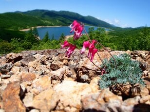 【夏山登山】夏空の下、風に揺られる高山植物の女王「コマクサ」に会いに行く！  2024年