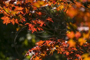 【速報】「わずかに色づき始めていました！ 今年も期待できそう」 日本一の“紅葉の名所”『もみじ湖（箕輪ダム）』へ 2023年秋・長野県上伊那郡箕輪町
