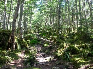 神秘的なコケと原生林がお出迎え！「往復5時間」北八ヶ岳の茶臼山・縞枯山ハイキングで楽しむ「緑の絶景」
