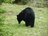 【クマを知る】「山であいたくない動物」のトップ！  クマ科の8種類を分類してみようの画像004