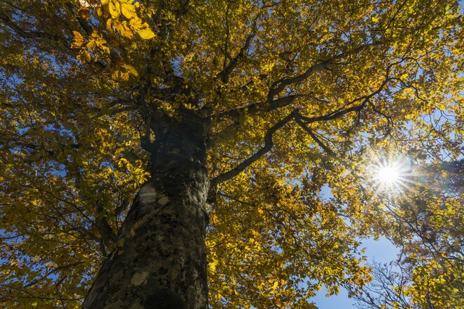 【紅葉＆登山】一面が黄色に染まるブナの原生林！ 紅葉真っ盛り！ 錦秋のトレイルを歩く中西山トレッキング 長野県長野市鬼無里・2023年の画像006