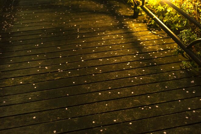 昼と夜は別世界！ 日常を忘れる石和温泉の「さくら温泉通り」の桜並木が圧巻！  山梨県笛吹市・2022年の画像004
