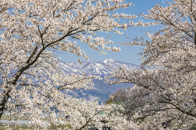 【ゴールデンウィーク直前】北信濃・春の絶景スポット4選！  「雪国にも遅い春がやってくる」千曲川の情緒あふれる花の景色 2022年・長野県の画像006
