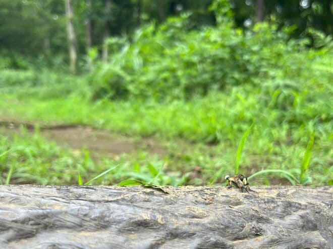 道端で獲物を狙うこの顔に注目！  “亀仙人似のイケオジ“ スズメバチも襲う「最強昆虫」の噂は都市伝説？  意外なほど弱者だった真実に迫る 【東京都 2025年】の画像002