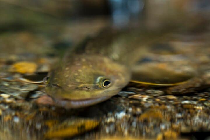 【渓流釣り】そぼ降る雨にしっとりと濡れた渓 「濃い魚影、しかも高活性だけどスレスレのイワナたちにドキドキのフライフィッシング！」 長野県｜2026年 