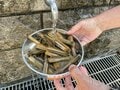 「ニョキ！ グイ！ スポッ！」が病みつきに..... 道具はすべてダイソー！ 予算1,000円以内で「マテ貝」採りを初体験してみたの画像006