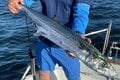 「夏から秋」が本格シーズン「バツグンの釣り心地」で食べても美味い！  人気急上昇「サワラキャスティング」攻略のためのキーポイントの画像002