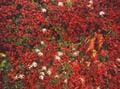 紅葉「北アルプス稜線」での奇跡！ ゆとり日程「2回登頂」での絶景＆意外な人物との遭遇！ 爺ヶ岳・鹿島槍ヶ岳「2泊3日」登山レポの画像002
