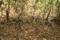 出丸の大切岸と圧巻の畝状竪堀群！  約4時間にわたる実地踏査でみた防衛遺構とは　石見国・松山城〈後編〉（島根県江津市）【戦国の山城を攻める vol.04】の画像019