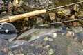温泉とコロッケと鱒釣り「春の渓流釣りは温泉とセットで楽しむ！」 【川治温泉キャッチ＆リリースエリア】栃木県・2022年の画像007
