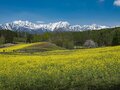 【ゴールデンウィーク】菜の花畑の奥に北アルプスがそびえる絶景！ 程よく賑わう穴場的なお花見スポット！  中山高原・長野県大町市 2022の画像004