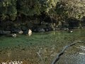 「適度に難しくておもしろい！」＜黄瀬川冬季キャッチ＆リリース＞“元気すぎる“ニジマスにドキドキ・ワクワク・ハラハラの一日！の画像003