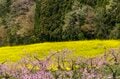 【ゴールデンウィーク・お花見】まさに桃源郷！ ピンクに染まる桃畑と北信五岳の絶景が広がる「丹霞郷」が見頃  2022年の画像007