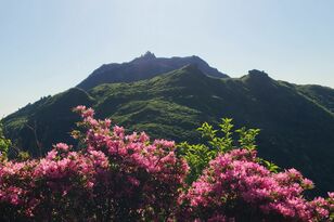 見頃のミヤマキリシマが彩る「雲仙普賢岳」へ！  仁田峠から歩く登山ルート＆山頂からは平成新山の展望！
