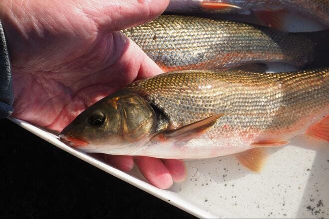 まさか「ウグイ」で感動するとは！  関東随一の清流「那珂川」で30cmオーバーの「寒バヤ釣り」！  ウマすぎる、常連の助言＆塩焼きの慈味の画像008