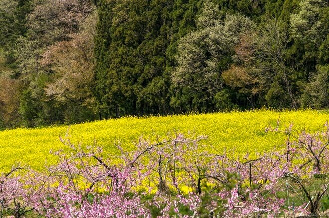 【ゴールデンウィーク・お花見】まさに桃源郷！ ピンクに染まる桃畑と北信五岳の絶景が広がる「丹霞郷」が見頃  2022年の画像007
