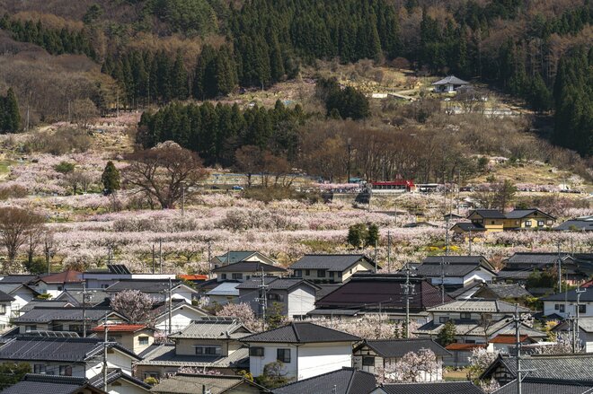 まさに見頃！「一目十万本！ 日本一のあんずの里」に春が来た！ ピンクに染まる山里の景色 【第67回あんずまつり】2022年の画像010