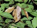 夏に見られる「動く落ち葉」の正体。驚くべき虫たちの隠れ身の術【あなたのすぐそばにいる「季節の虫」の探し方 vol.8】の画像004