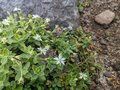 一度は見たい！「タイミング＆スポット」限定で咲く、激レア「高山植物の固有種」 東北「百名山」5選！の画像003