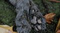 2.22（にゃんにゃんにゃんの日）世界自然遺産、太古から島に息づくキングオブ島猫「ヤママヤー」【琉球島猫百景〈特別編〉沖縄県・西表島】の画像004