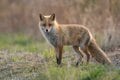日本の山で見かける野生動物たち「あなたはどの動物にあったことがありますか？」 山の妖精オコジョから毒ヘビまでの画像001