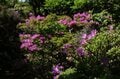 【世界的にも珍しい】活動中の火口を間近で見られる「阿蘇山」2022年“夏休みの安全登山”のために知っておきたい「火口規制情報」をおさらいの画像019