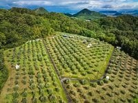 唯一無二のロケーション！「天空のオリーブ園」のキャンプ場がオシャレすぎる件【絶景キャンプ場ガイド-言葉を失うほどの風景に会いに行こう- vol.20】