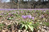 まるで、敷きつめられた「薄紫色のじゅうたん」カタクリ群生の絶景！　広さ「東京ドーム4個分」＆レア種「大株＆純白」 秋田県仙北市「かたくり群生の郷」レポ
