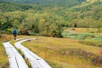 【つがいけマウンテンリゾート】絶景紅葉ハイキングを堪能！  秋風ゆらめく高層湿原で木道歩き「栂池自然園」