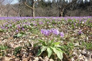 まるで、敷きつめられた「薄紫色のじゅうたん」カタクリ群生の絶景！　広さ「東京ドーム4個分」＆レア種「大株＆純白」 秋田県仙北市「かたくり群生の郷」レポ