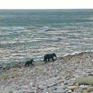 気をつけたい「冬眠前のクマ」との遭遇！  アウトドアでの回避ポイント＆昨年と今年の傾向【環境省資料と参考文献から考察】