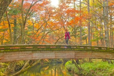 カメラ片手に！ 奥日光「竜頭の滝」を彩る鮮やかな紅葉とリバー