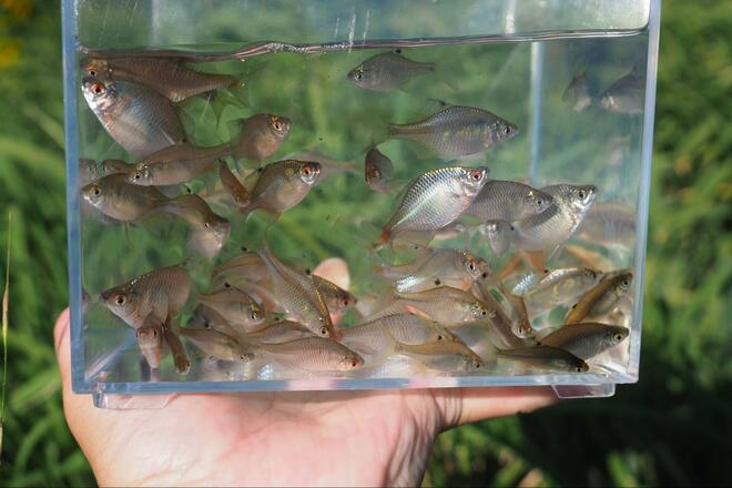 【小さくても深い、タナゴ釣りの世界】「名人のカスタマイズ針」 釣果に驚愕！  アタリ数は同じでも… 差がついた掛かり＆サイズ「市販針と比較」検証レポの画像007