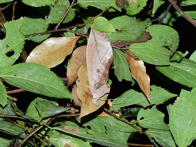 夏に見られる「動く落ち葉」の正体。驚くべき虫たちの隠れ身の術【あなたのすぐそばにいる「季節の虫」の探し方 vol.8】の画像004