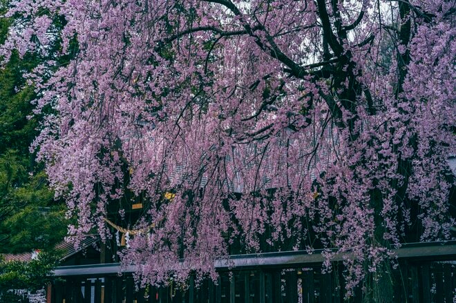 【渓流釣り】雪代を避けて釣り行脚！「初めての道、新しい景色、素晴らしい渓相にウキウキでフライフィッシング」 群馬県｜2026年の画像006