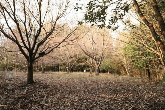 石の城と思いきや土の城だった！「安芸国・頭崎城〈後編〉」　最後に待ちうけていた驚異の “巨壁” に本気を見る（広島県東広島市）【戦国の山城を攻める vol.08】の画像008
