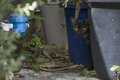 「ミャークヌカギマユ（宮古の美しい猫）」穏やかな子育ての風景に心が和む【琉球島猫百景 vol.08　宮古島〈1〉】の画像008