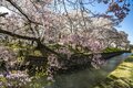 「函館だけじゃないの？」日本にはもう一つ “五稜郭” があった！「龍岡城五稜郭」は桜の名所！【長野県佐久市・2023年】の画像001