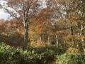 紅葉深まる日本百名山「谷川岳」 ロープウェイ利用で歩き始めは標高1,300m！  スタートすぐから ”秋景色” 満喫OK！「10月・登山レポ」の画像002