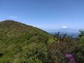 「お花見登山」好きはハズせない！ 5月＆6月の「日本百名山・天城山」 魅惑の固有種「アマギシャクナゲ」と「アマギツツジ」に圧倒される「天城シャクナゲコース」【静岡県伊豆市】の画像006