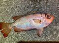 夜でも効果はあるのか実釣検証！「エサいらず」のサビキ釣り「ジグサビキ」での「まさかの爆釣結果」とは？の画像004
