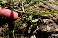 ライトを消せばホタルが宙に舞うグリーンの光！  川のせせらぎと幻想の世界「かたの里山ホタルハイク」へ【里山アドベンチャー！ソトアソ日和 vol.4】の画像002
