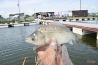 ゼロから始めるヘラブナ釣り！「最安いくらで楽しめるのか」を検証してみた結果とは？