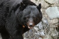 登山やキャンプ、里山、市街地でも「イノシシ・サル・クマ」に出遭ったときの「自分の身を守る行動」